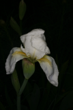 Iris germanica 'Florentina' RCP4-09 244.jpg